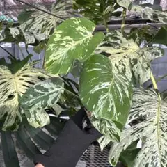 斑入りモンステラ 8号鉢 大型観葉植物 現品M1 インテリアグリーン