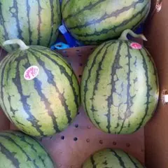 産地直送 熊本植木町スイカ【1玉入り】7kgと8kg - メルカリ