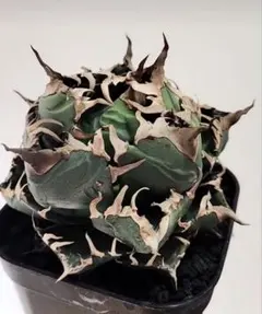 2026年最新】アガベ子株の人気アイテム - メルカリ