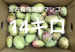 20Kg 】青マンゴー（摘果マンゴー）沖縄産 GreenMango本日出品終了