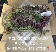 多肉植物 ネコポスいっぱいネックレス セット おまけ付き❣️