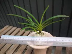 富貴蘭　天照殿のサムネイル