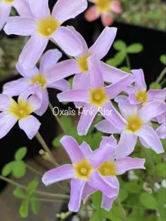 オキザリス Oxalis Pink Star 球根のサムネイル