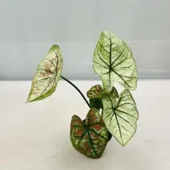 YM090 Caladium White Queenカラジウム ホワイトクイーン