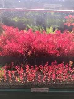 タケノイ様 リクエスト 4点 まとめ商品