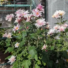 みあり様 リクエスト 2点 まとめ商品