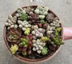 ちまちま寄せ植え多肉セット