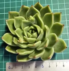 大きめエケベリア 6個セット
