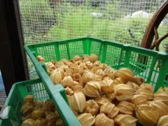 2025年最新】食用ほおずきの人気アイテム - メルカリ