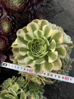 アエオニウム　雨荷錦綴化　メルカリ便発送 レア種 雨荷錦 超大群生 多肉植物 アエオニウム 抜き苗 - メルカリ