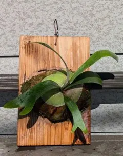 こ*！様 ウィリンキーボゴール　胞子撒き　特大　11/2 2026年最新】ウィリンキー ボゴールの人気アイテム - メルカリ