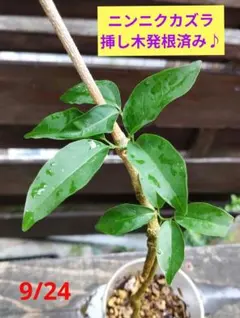 アンコロリ様 リクエスト 2点 まとめ商品