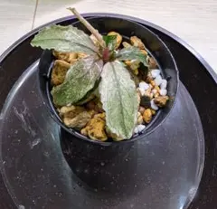 Bucephalandra sp.Variegata Hn:福袋CAKUMI - メルカリ