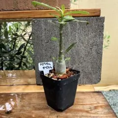 アデニウム　オベスム　実生苗② 20cm弱くらいのサムネイル