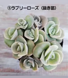 Ｋumi.Ｙ様 リクエスト 2点 まとめ商品