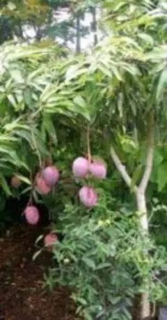 paul様 リクエスト 2点 まとめ商品