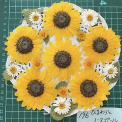 向日葵の押し花セット