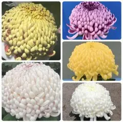 framingo40s様専用　赤白黄各4本
