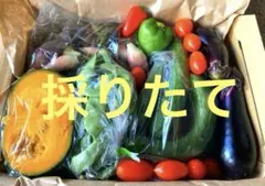 本日発送　採りたて　野菜セット　野菜詰め合わせ　コンパクト発送