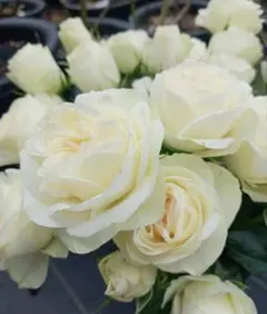 2026年最新】バラ苗 切花の人気アイテム - メルカリ