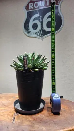 Agave 笹の雪 鉢植えのサムネイル
