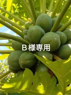 専用です❢ パパイヤ１個＆バナナセットです☆ゆうパケット➕️でお届け♪のサムネイル