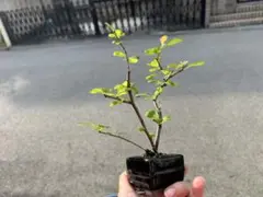 ミニ盆栽 豆盆栽 木瓜　ボケの豆盆栽　観葉植物 インテリアのサムネイル