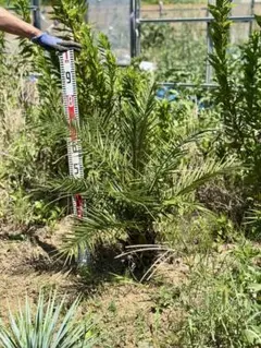 白杉、台杉『特大❗️』引き取り又は近畿地方限定配達&植込み可能