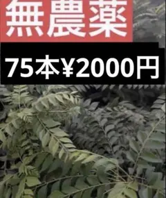 カレーリーフ カラピンチャ Karapinchaකරපිංචා සිංහල භාෂා 75本のサムネイル