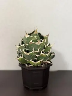 2025年最新】アガベ チタノタ 大株の人気アイテム - メルカリ