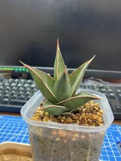 2026年最新】サンスベリアの人気アイテム - メルカリ