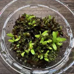 D-sk様 リクエスト 2点 まとめ商品