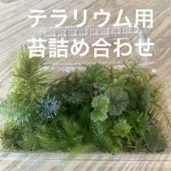 テラリウム用　苔詰め合わせ　S-2(チャルメルソウ)のサムネイル