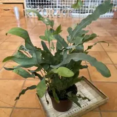 koyoringo様 リクエスト 2点 まとめ商品