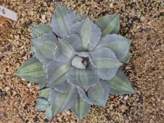 2025年最新】吉祥天錦の人気アイテム - メルカリ