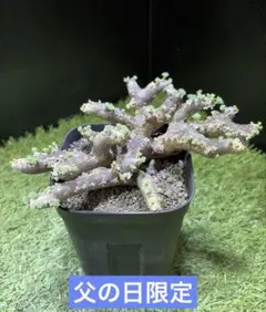 ユーフォルビアフスカ 現地株 発根管理中 - メルカリ