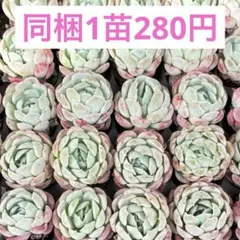 ꕤ クリームベリー 1苗 中サイズ ꕤ 多肉植物 ꕤ 韓国苗 ꕤ レア ꕤ