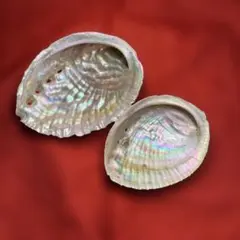 キラキラ　虹色　鮑貝殻2個セット