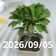 2026年最新】ユーフォルビア ギラウミニアナの人気アイテム - メルカリ