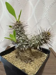 超メルカリ市！レストリクタ 希少ユーフォルビア - メルカリ