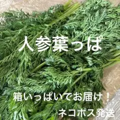 長野県の高原から採れたて新鮮【イタリアンパセリ】200g以上（2607052