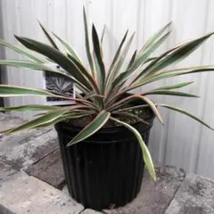 2026年最新】ユッカ グロリオサの人気アイテム - メルカリ