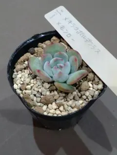 2025年最新】ミソップ苗の人気アイテム - メルカリ