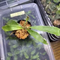 ビカクシダ　胞子培養のサムネイル