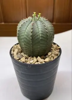 ユーフォルビアオベサ５セット 雌雄セット］オベサ ユーフォルビア［オスメスセット