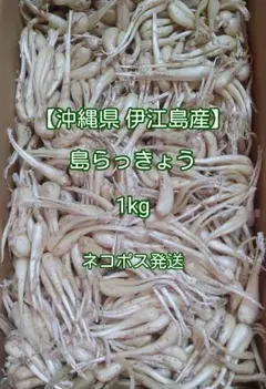 【沖縄県 伊江島産】島らっきょう 1㎏ 細め 小さめ 葉無しのサムネイル