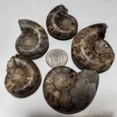 2025年最新】アンモナイト 北海道の人気アイテム - メルカリ