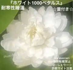 睡蓮 ☆蕾付き☆ホワイト1000ペタルス 株 耐寒性 温帯のサムネイル