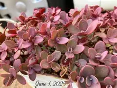 ゆうこ様 リクエスト 2点 まとめ商品