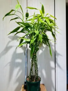 激レア　ドラセナ セルラータ　 二頭 希少 観葉植物　抜き苗 激レア ドラセナ セルラータ 二頭 希少 観葉植物 抜き苗 - メルカリ